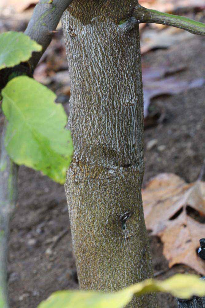            Bark (Corona Foothill, Riverside, CA)   